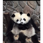 _my_little_pandas_