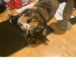 Cleo my cat
