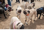 Pug army!! :D