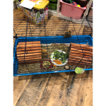 Guinea pig studio
