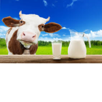 —MILK—