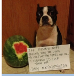 dog's for the win!