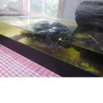 #Turtle_kids