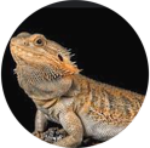 Bearded_dragon