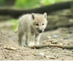 Spirit wolves and mystic wolves