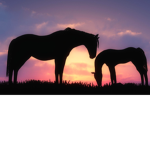 the pony/horsey people