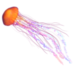 Jellyfish Playz