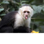 the clan of monkeys