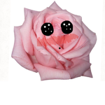 Awsome Blossom