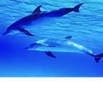 Super Dolphins