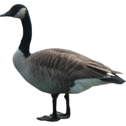 Goose Wranglers: Godzilla's Domain