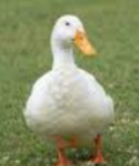 Operation Quack