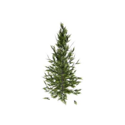 Awesome Pine Tree