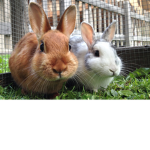 The epic bunny gang