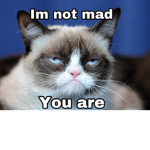 Cat Nation!!!
