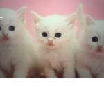 Pink fluffy kittens!!
