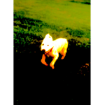 My dog is a demon