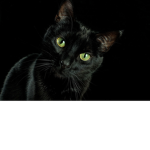 Esther Lvoes Cats Fans/Group!!