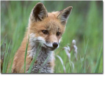 Fox lovers group
