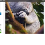 Koalas go!