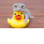 Gecko Home Town
