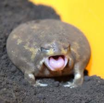 Frog space
