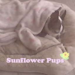 Sunflower Pups Hangout