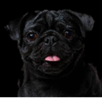 Dog~Love <3