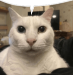 Wondereswolve