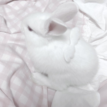 bunnies