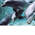 The Dolphin Man Cult
