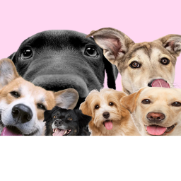 Doggy Dodgers hangout