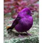 Tweet Tweet Zone!