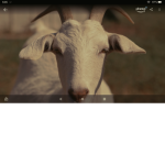 NUMBER 1 GOATS