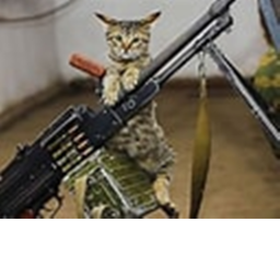 the cat war