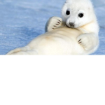 Shiloh is cute