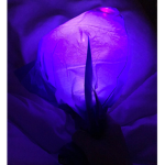 PurpleOcean_grapes!