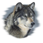 Wolves Forever and Forevermore