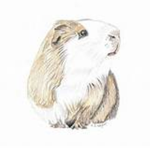 Guinea pig r amazing!