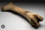 the bone heads incorporation
