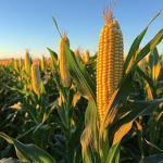 We love corn!