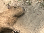 Smart Capybara Productions
