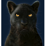 Empire of The Panthers!