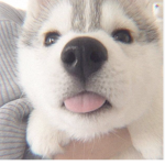 Luna H
