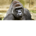 Harambes Revenge