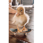 Ducks is kool