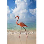 The Preppy Flamingos:)