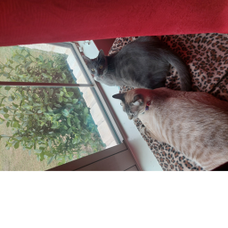 cats <3 please donate! it would make my day!