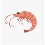 The Mighty Shrimp Gymnastics Team