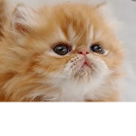 Kittensarekittens